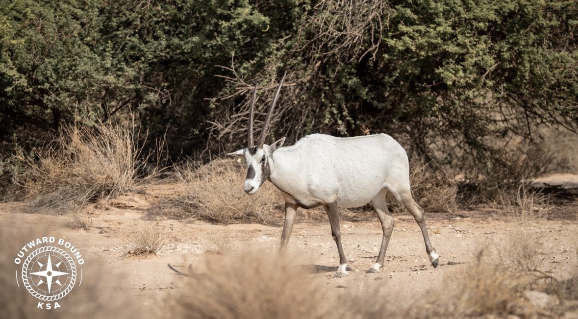معسكر اوتوورد باوند