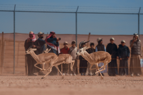 إطلاق 61 كائنًا فطريًا في محمية الملك خالد الملكية