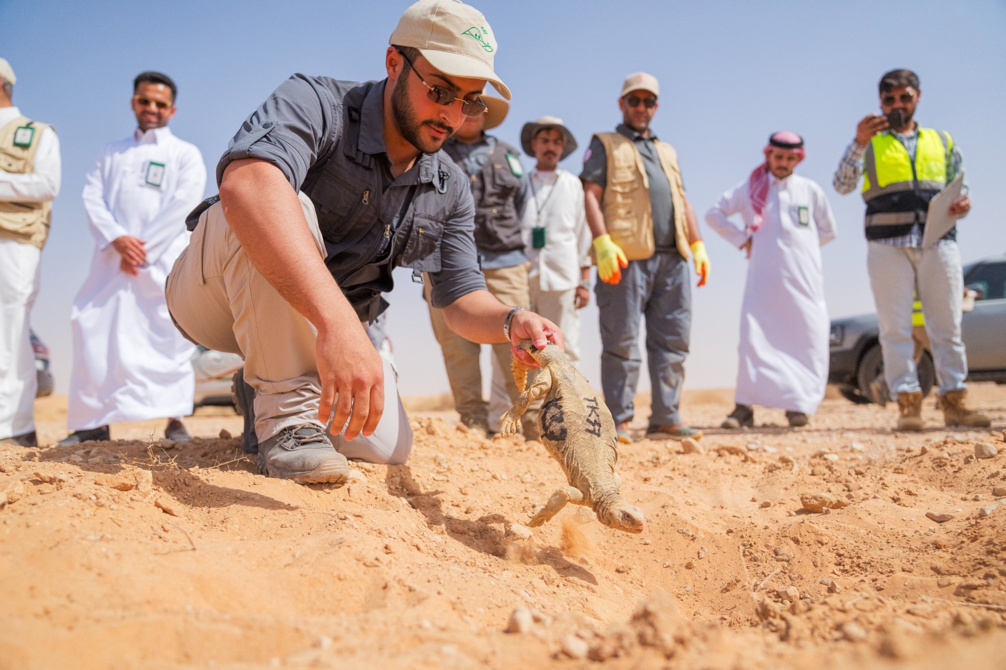 إطلاق أكثر من 140 ضبًّا في محمية الملك خالد الملكية