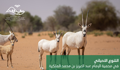 التنوع الأحيائي في محمية الإمام عبدالعزيز بن محمد الملكية (العربية)